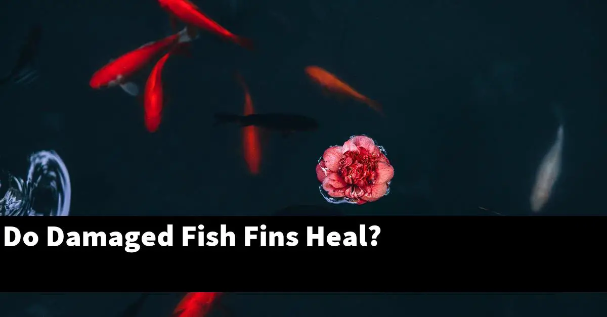 Do Damaged Fish Fins Heal?