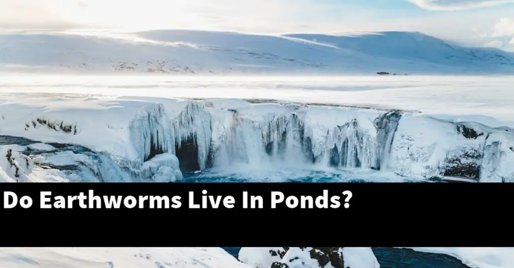 Do Earthworms Live In Ponds? [2024 Guide] Gold Koi Fish