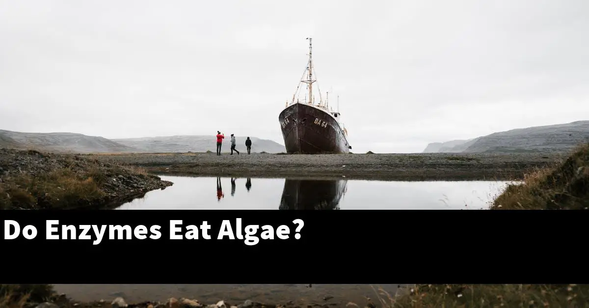 Do Enzymes Eat Algae?