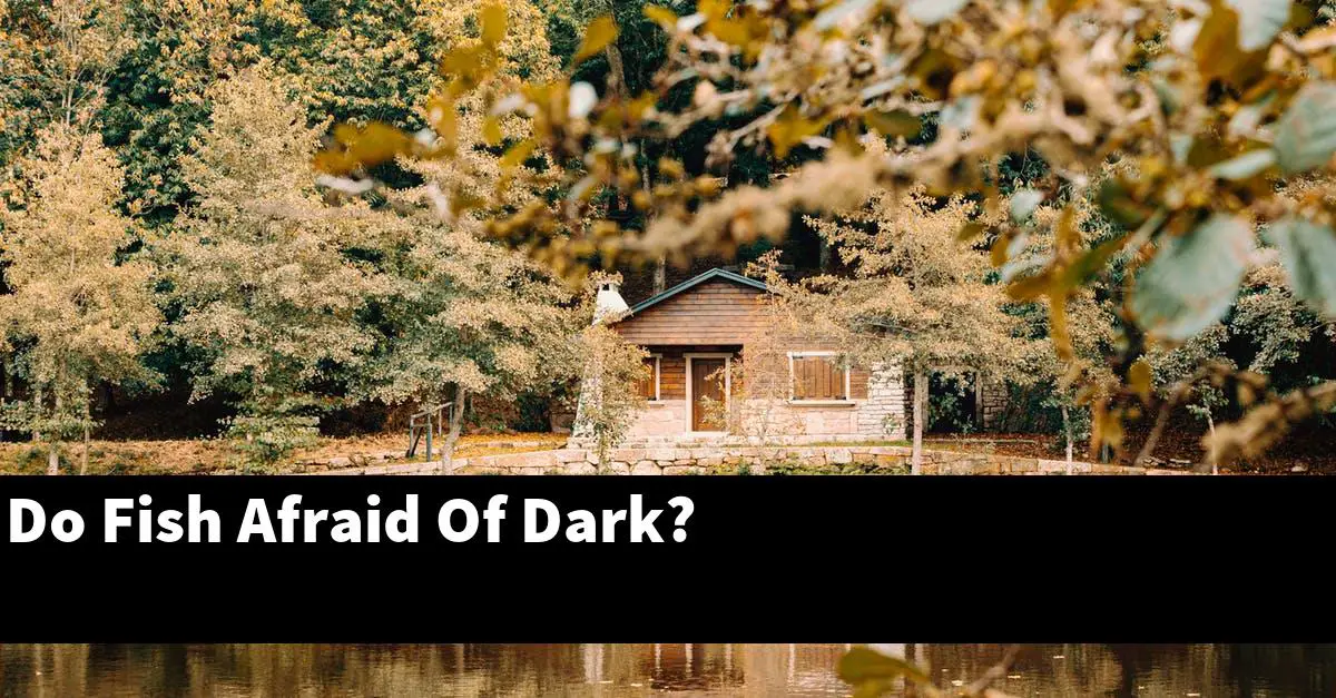 Do Fish Afraid Of Dark?