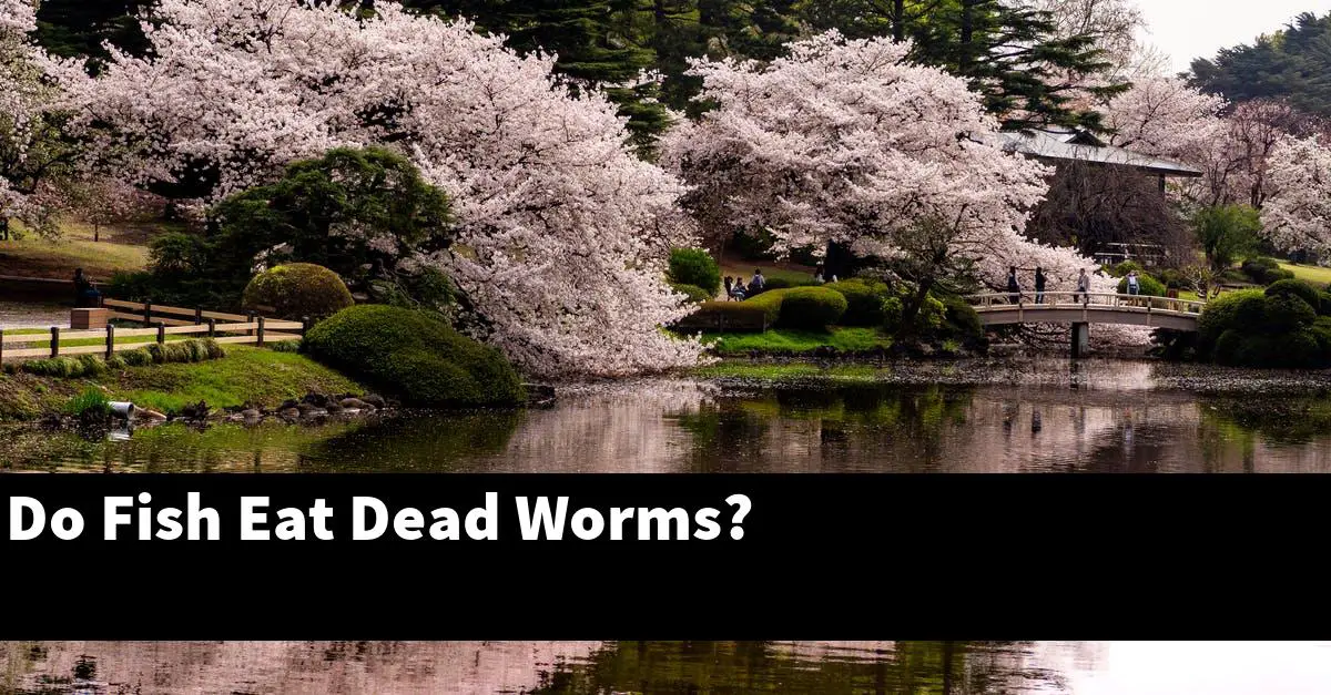 Do Fish Eat Dead Worms?