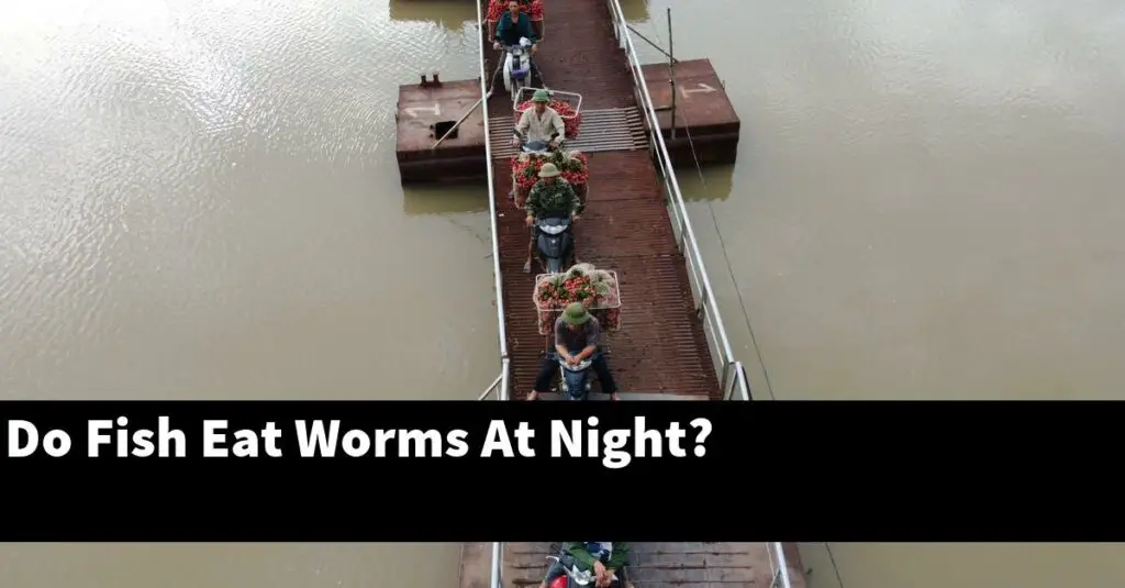 Do Fish Eat Worms At Night? [2024 Guide] Gold Koi Fish