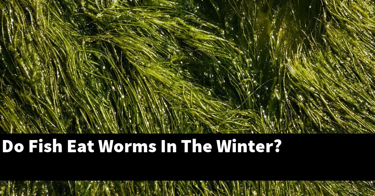Do Fish Eat Worms In The Winter?