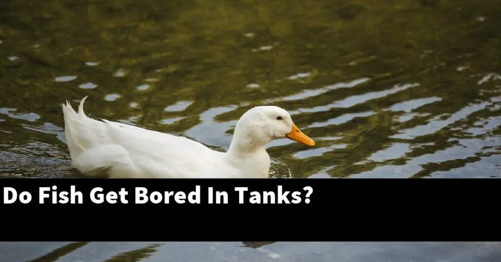 Do Fish Get Bored In Tanks? [2024 Guide] Gold Koi Fish