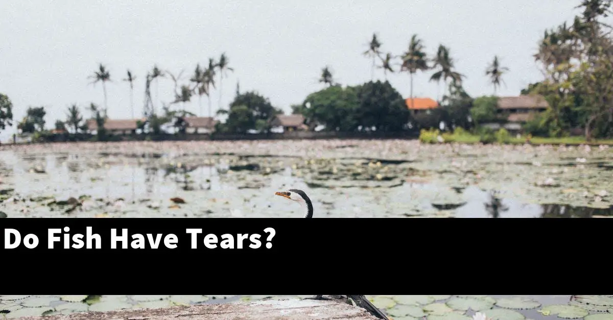 Do Fish Have Tears?