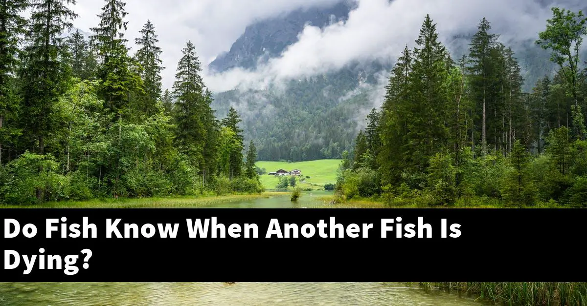 Do Fish Know When Another Fish Is Dying?