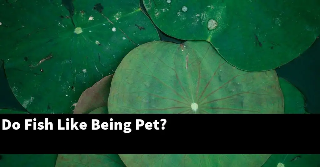 Do Fish Like Being Pet? [2025 Guide] - Gold Koi Fish