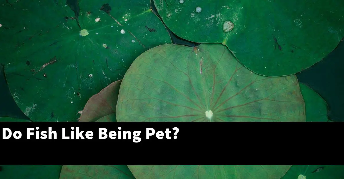 Do Fish Like Being Pet?