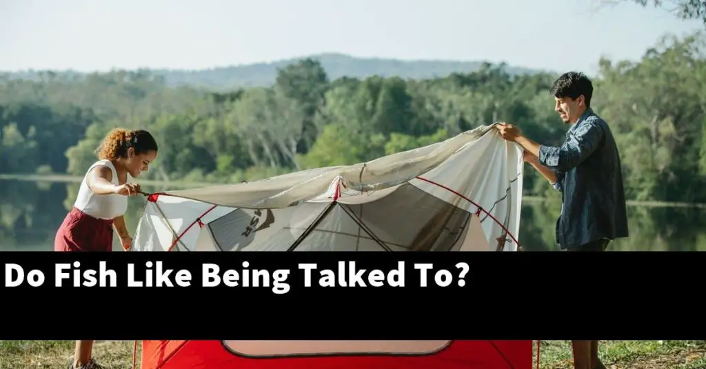 Do Fish Like Being Talked To? [2024 Guide] Gold Koi Fish