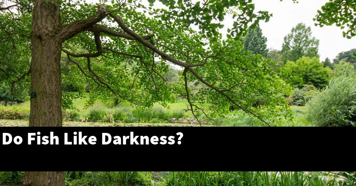 Do Fish Like Darkness?