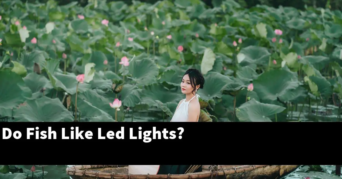 Do Fish Like Led Lights?