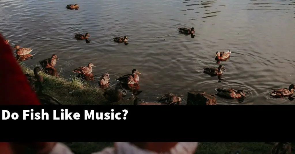 Do Fish Like Music? [2024 Guide] Gold Koi Fish