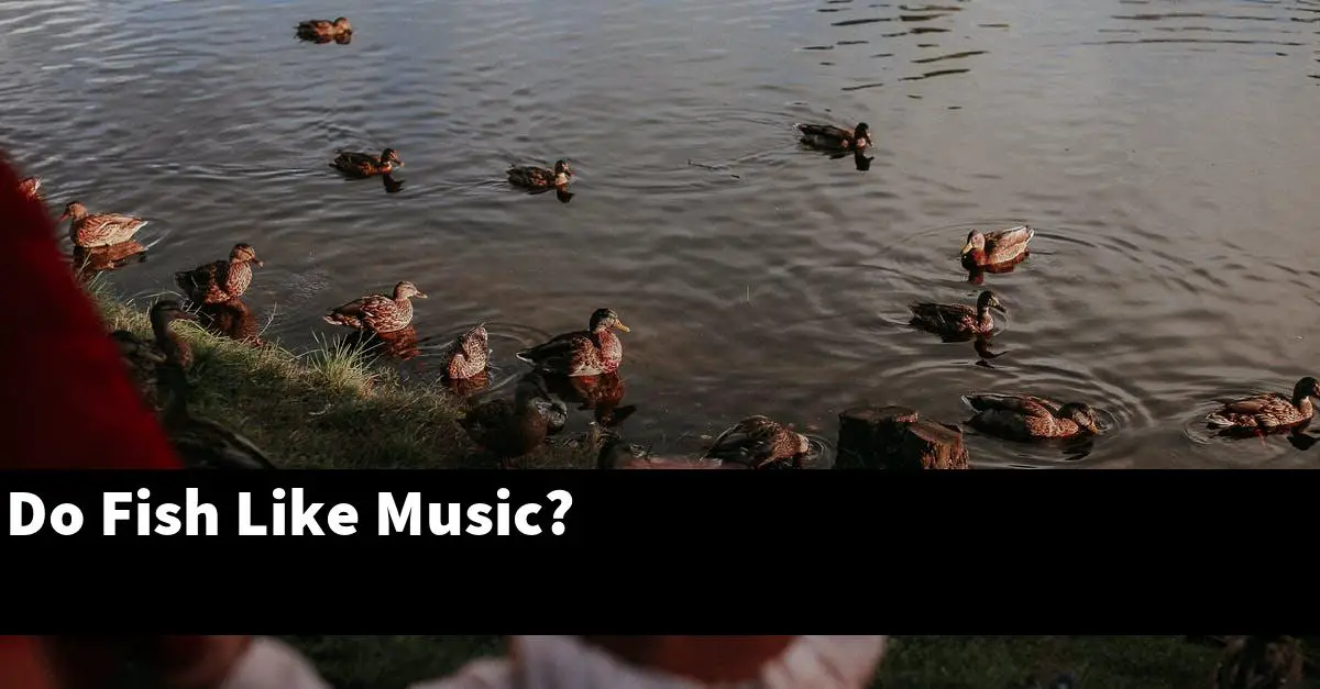 Do Fish Like Music?
