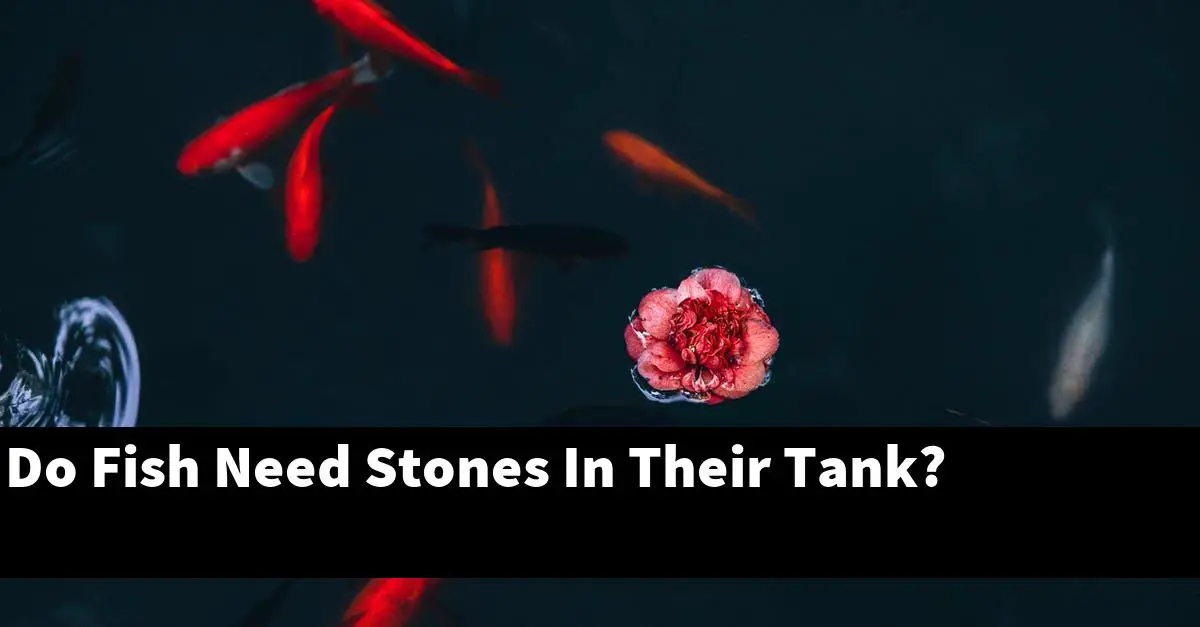 Do Fish Need Stones In Their Tank?