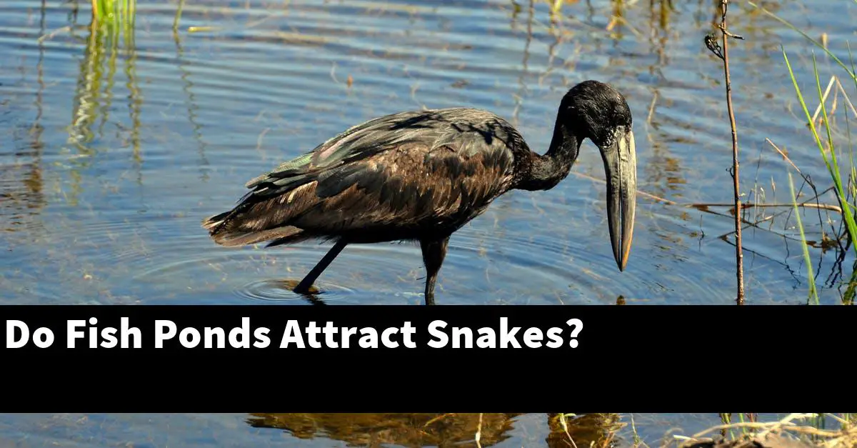 Do Fish Ponds Attract Snakes?