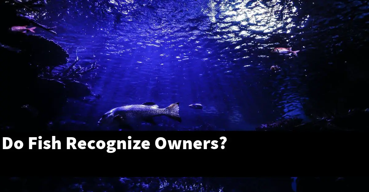 Do Fish Recognize Owners?