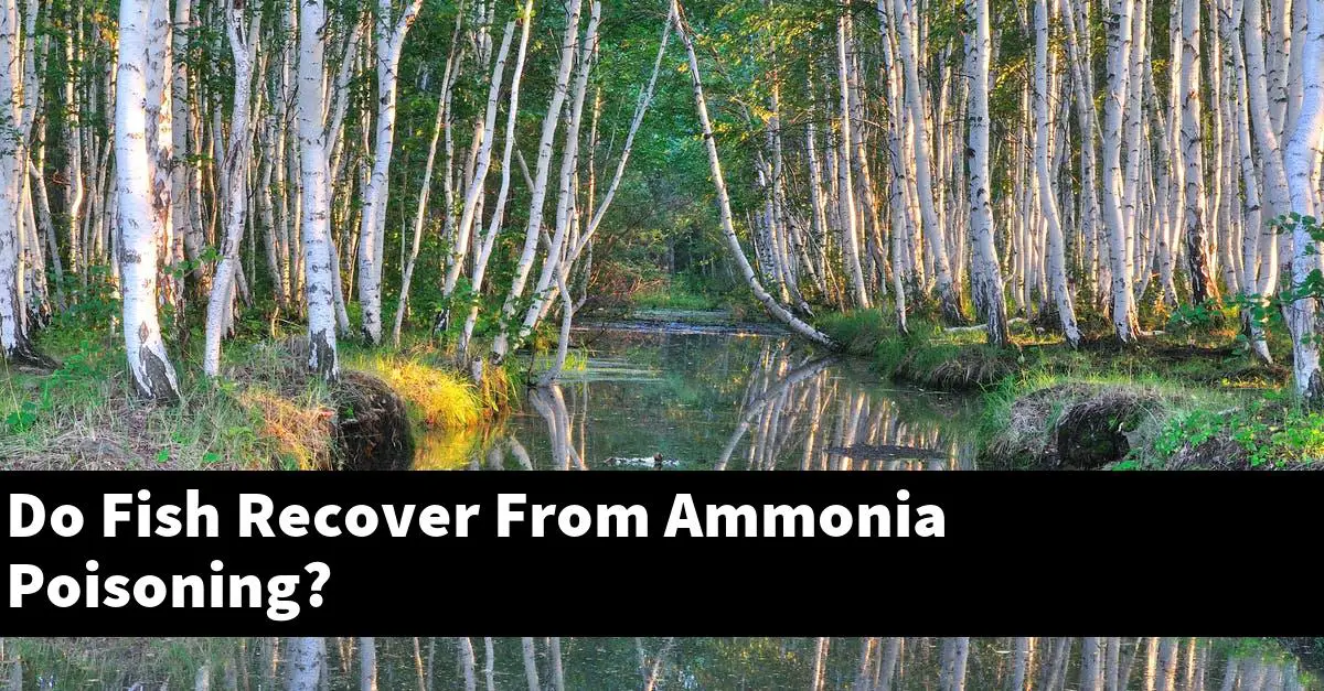 Do Fish Recover From Ammonia Poisoning?