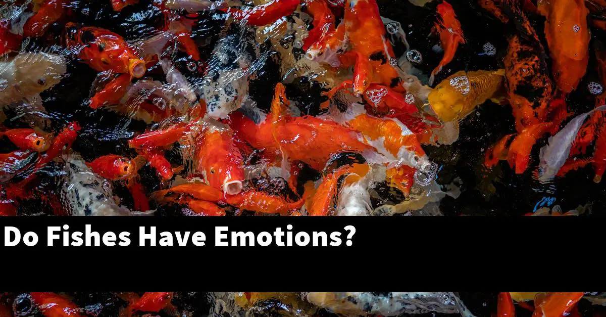 Do Fishes Have Emotions?