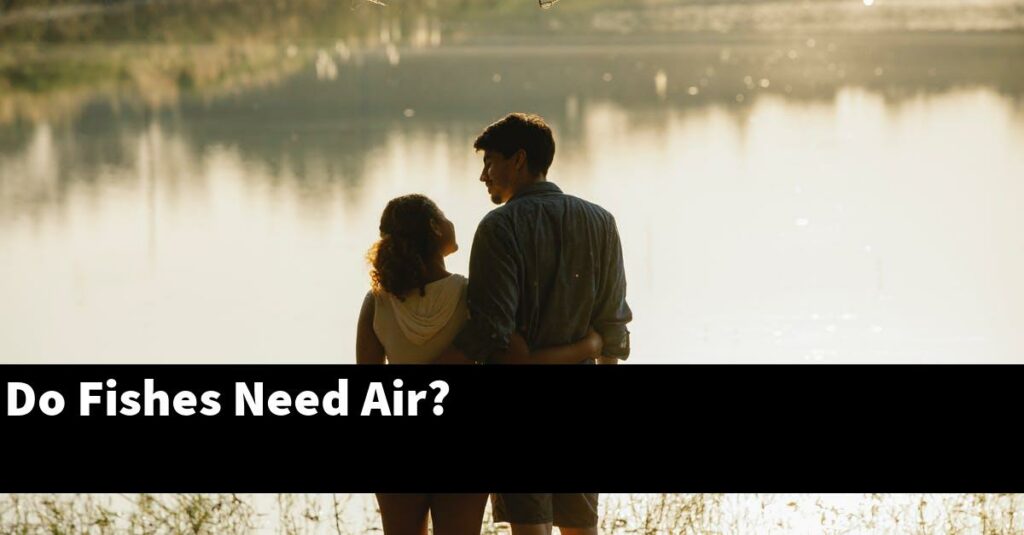 Do Fishes Need Air? [2023 Guide] Gold Koi Fish