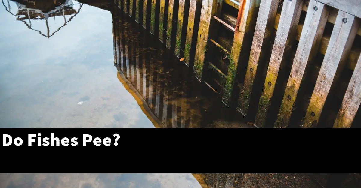 Do Fishes Pee?