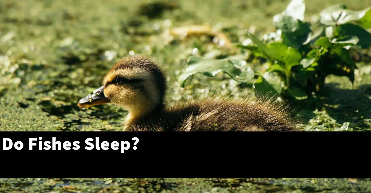 Do Fishes Sleep?