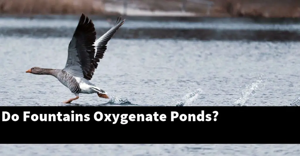 Do Fountains Oxygenate Ponds? [2024 Guide] Gold Koi Fish