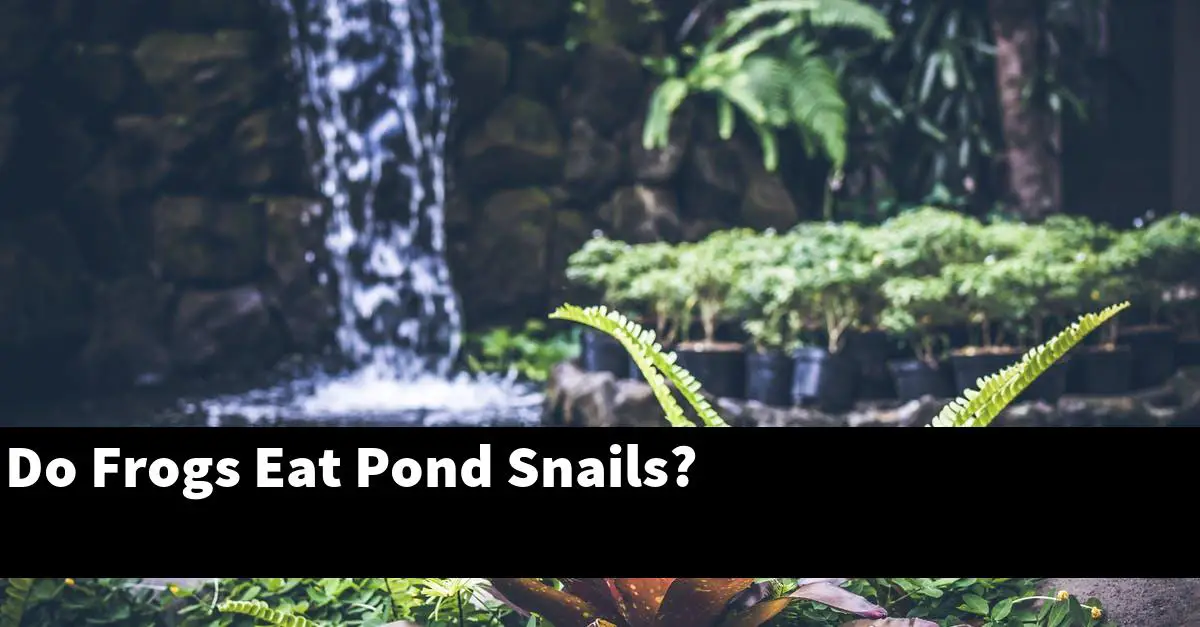 Do Frogs Eat Pond Snails?
