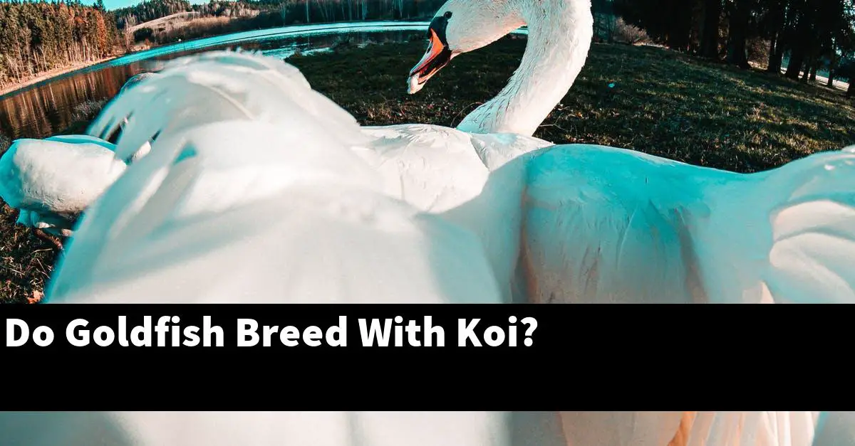 Do Goldfish Breed With Koi?