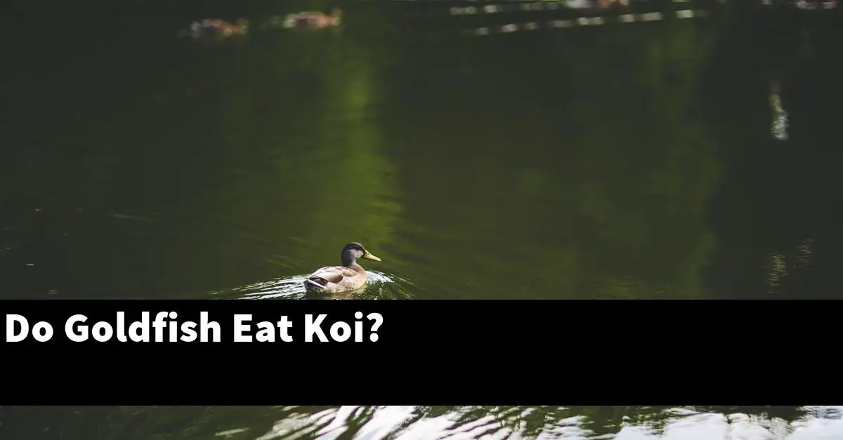 Do Goldfish Eat Koi?