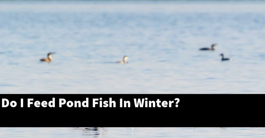 do-i-feed-pond-fish-in-winter-2024-guide-gold-koi-fish