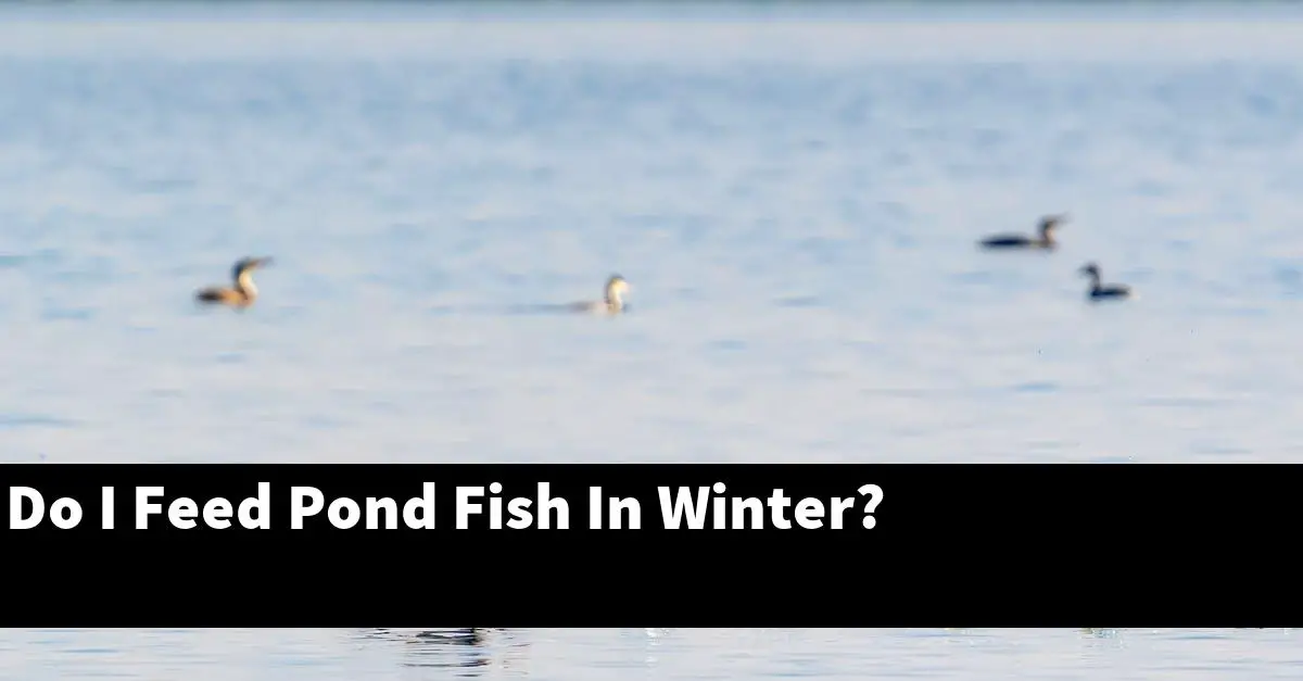 Do I Feed Pond Fish In Winter?