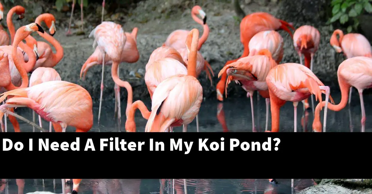 Do I Need A Filter In My Koi Pond?