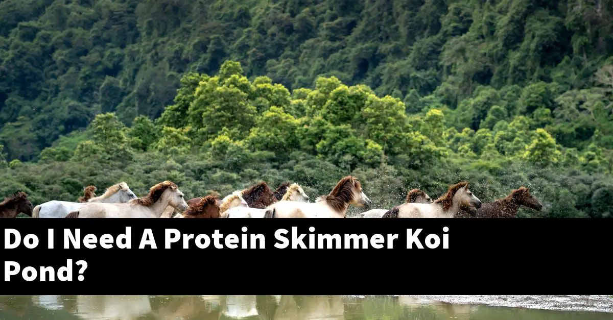 Do I Need A Protein Skimmer Koi Pond?