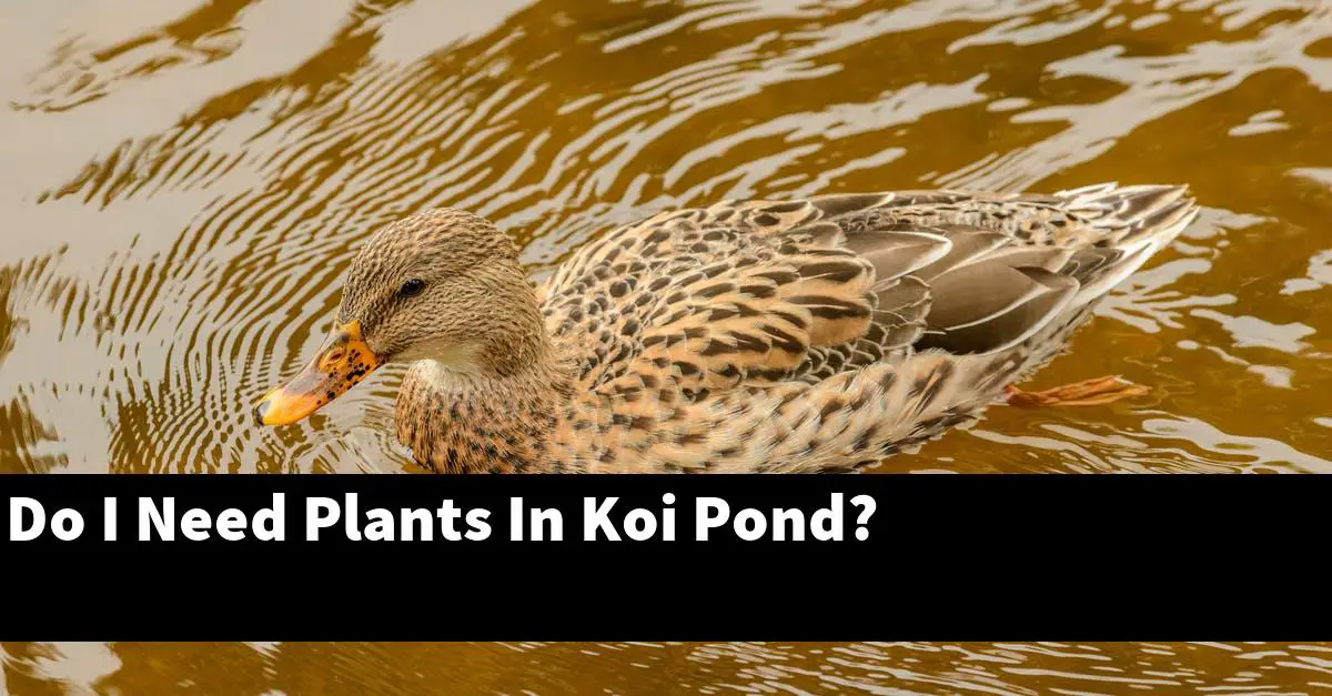 Do I Need Plants In Koi Pond?