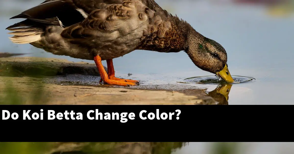Do Koi Betta Change Color?