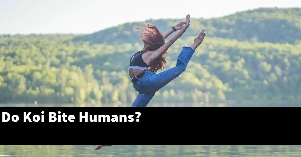 Do Koi Bite Humans?