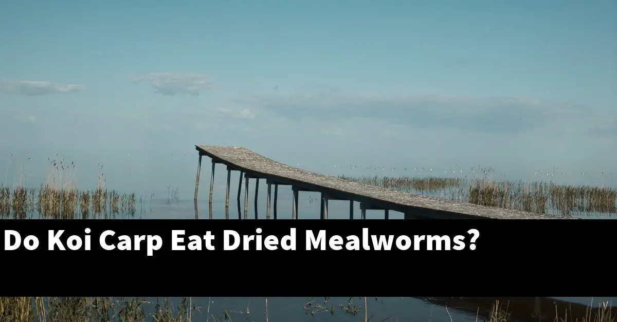 Do Koi Carp Eat Dried Mealworms?