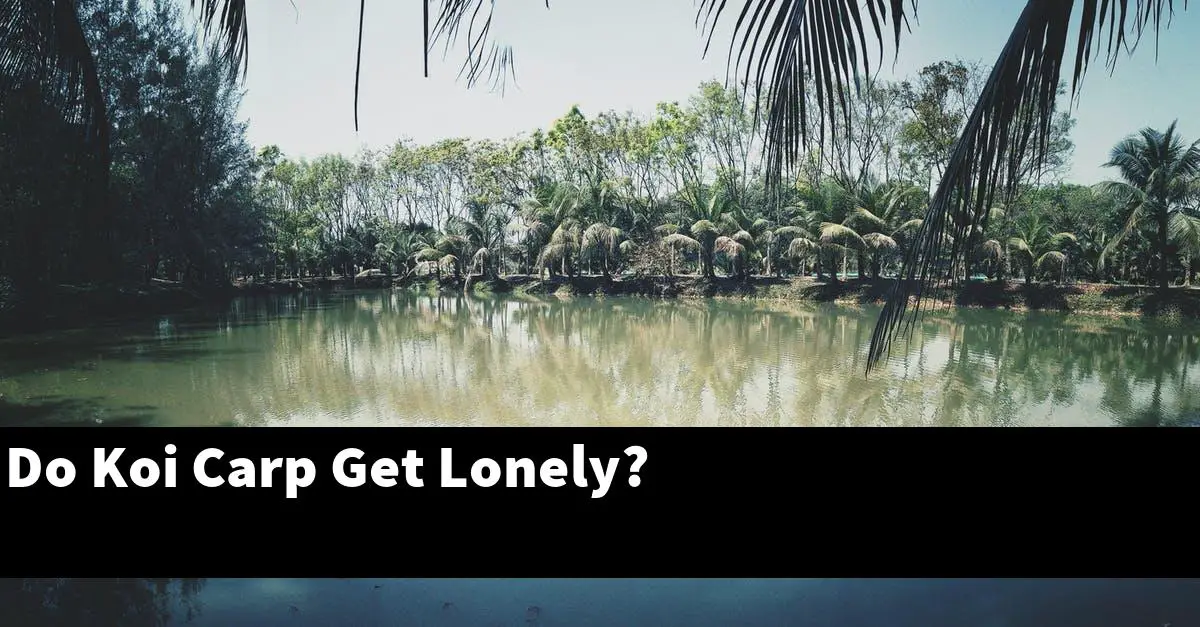 Do Koi Carp Get Lonely?