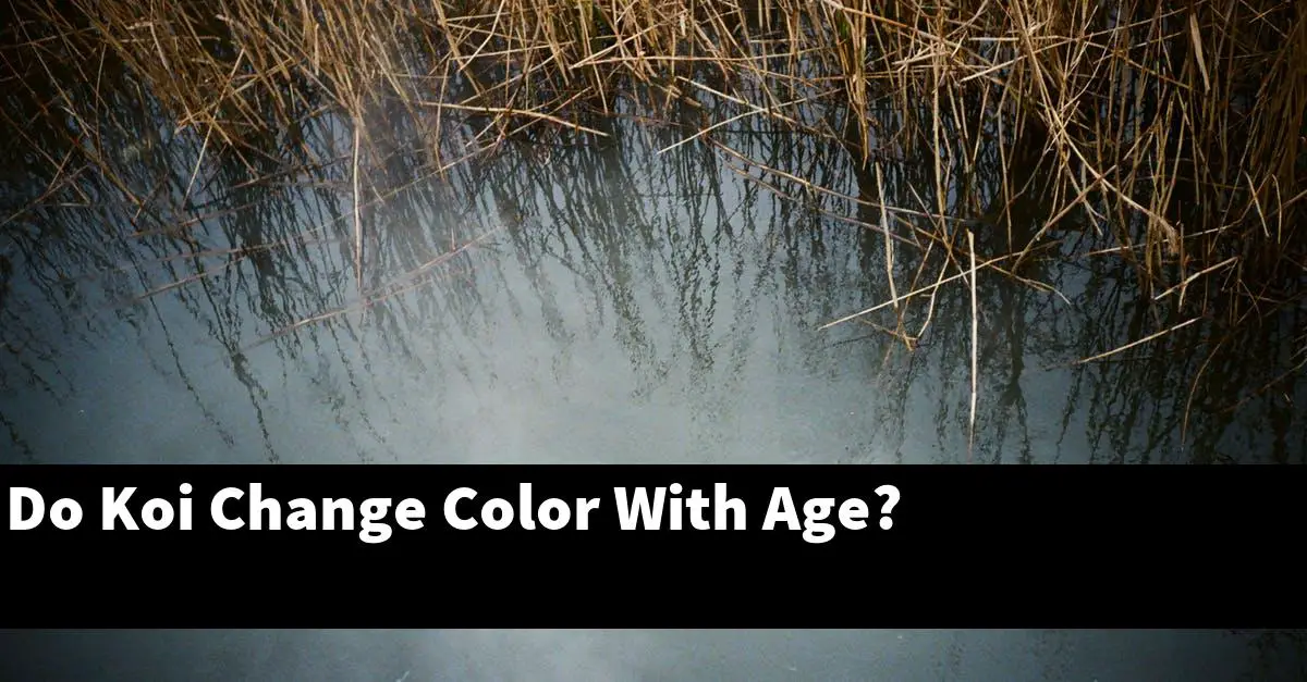 Do Koi Change Color With Age?