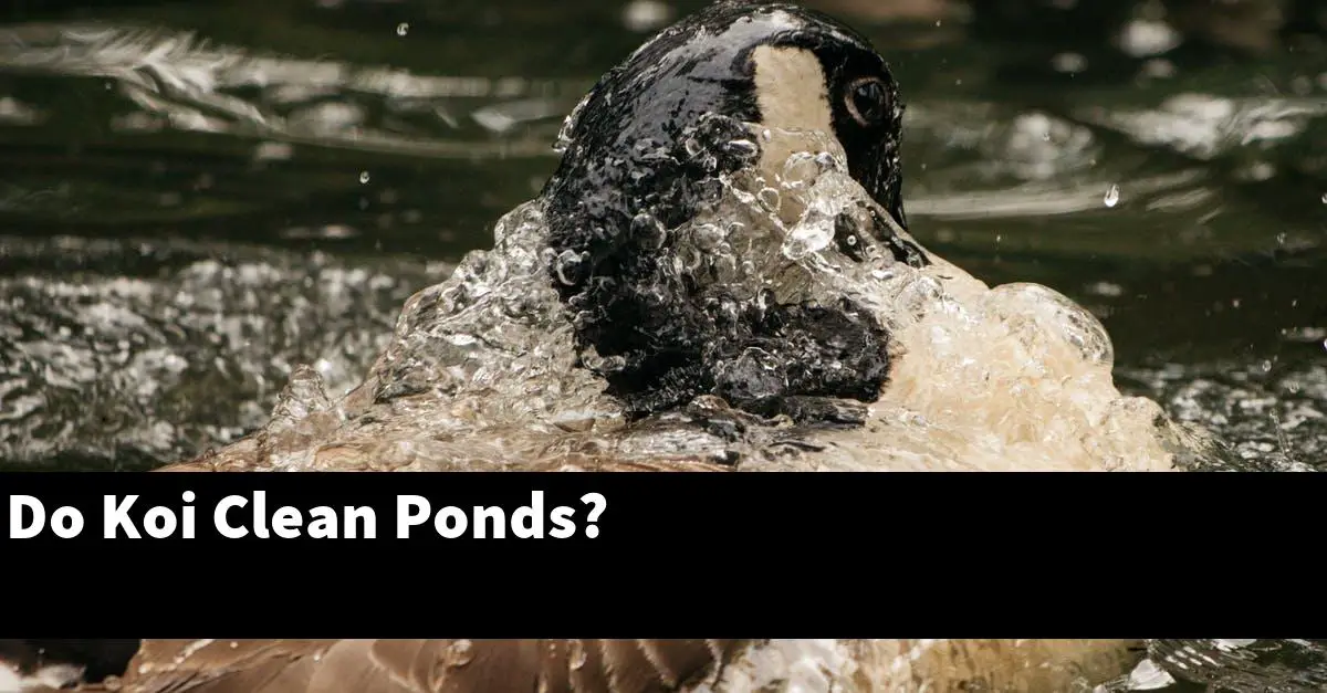 Do Koi Clean Ponds?