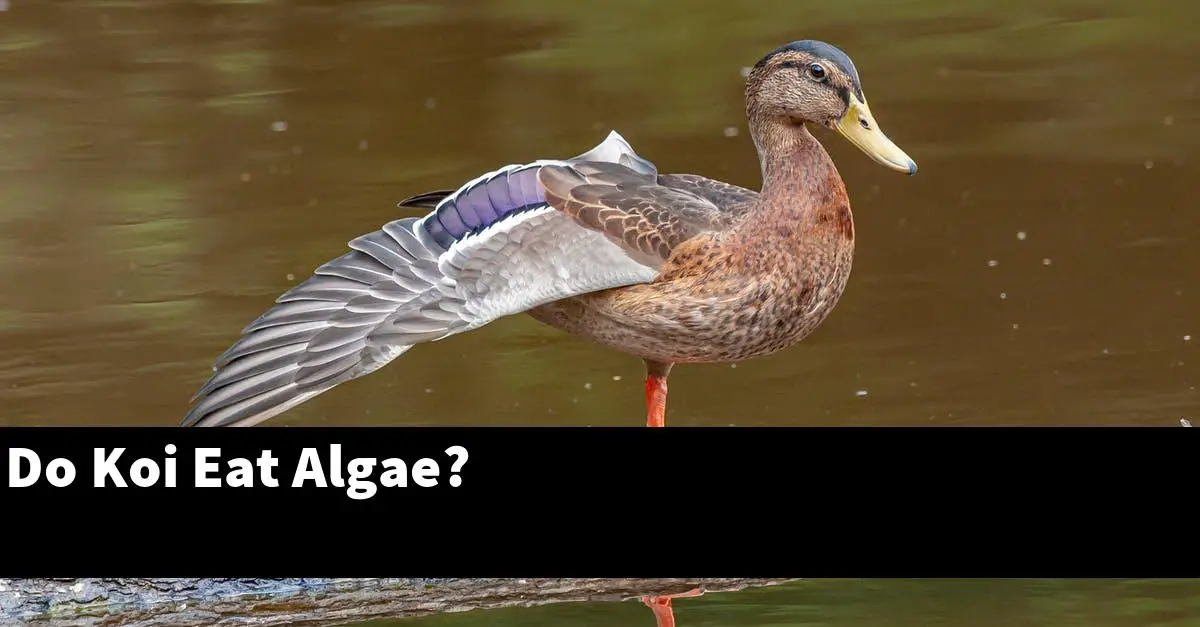 Do Koi Eat Algae?
