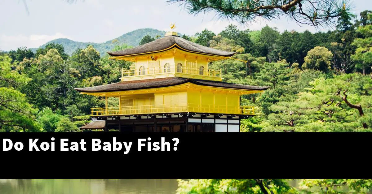 Do Koi Eat Baby Fish?