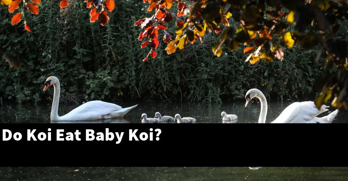 Do Koi Eat Baby Koi?