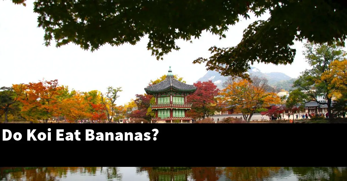 Do Koi Eat Bananas?