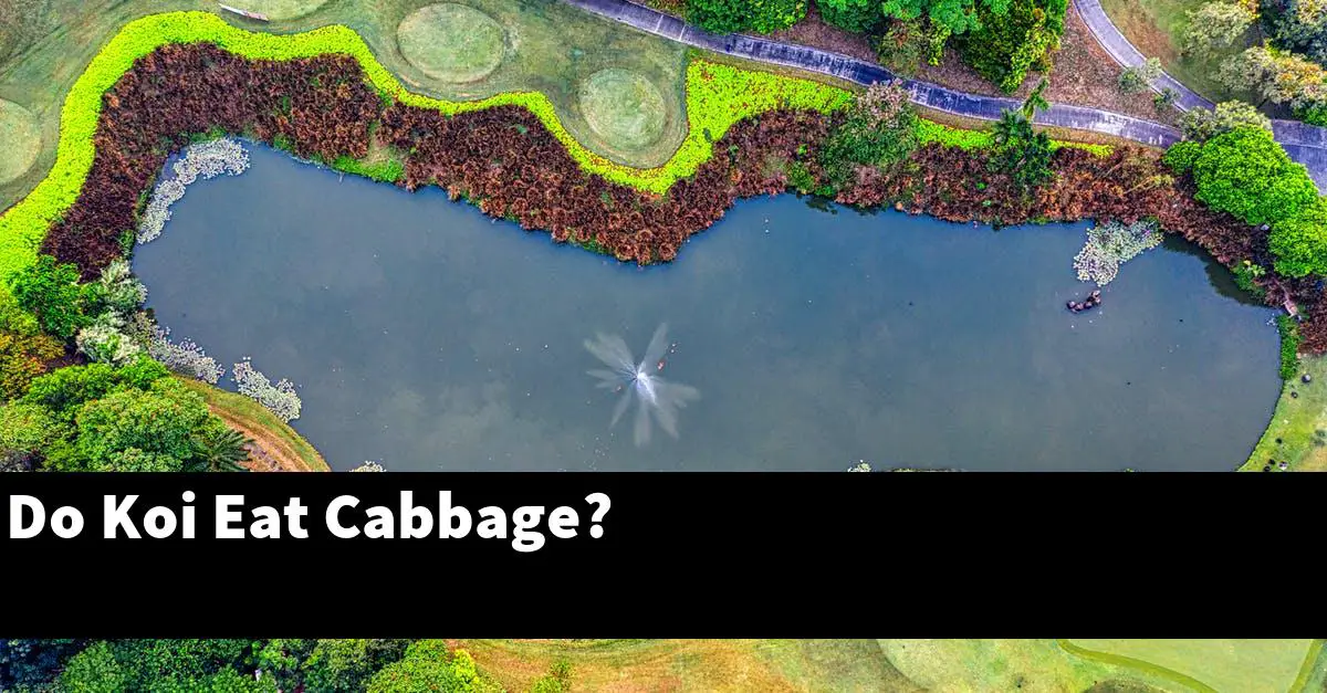 Do Koi Eat Cabbage?