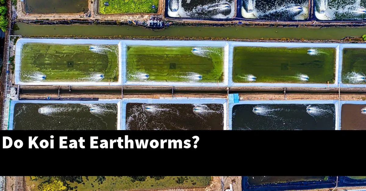Do Koi Eat Earthworms?