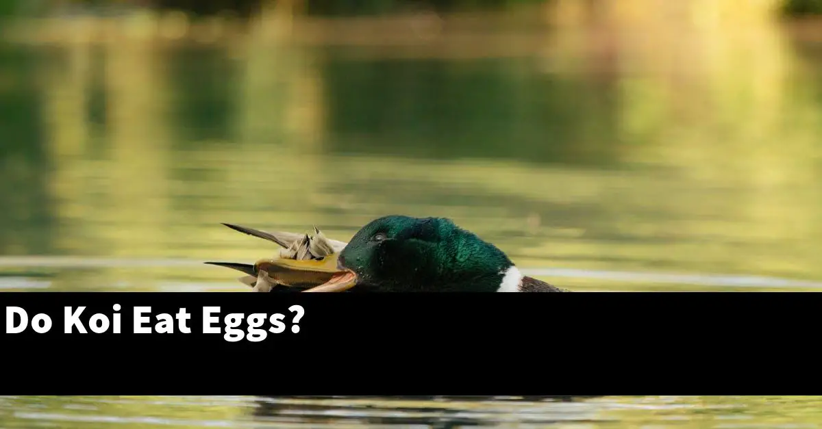 Do Koi Eat Eggs?