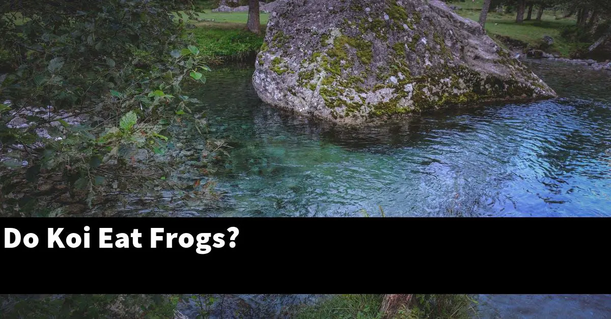 Do Koi Eat Frogs?