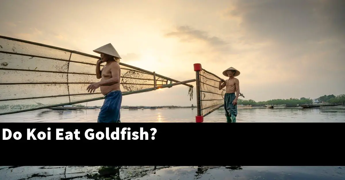 Do Koi Eat Goldfish?