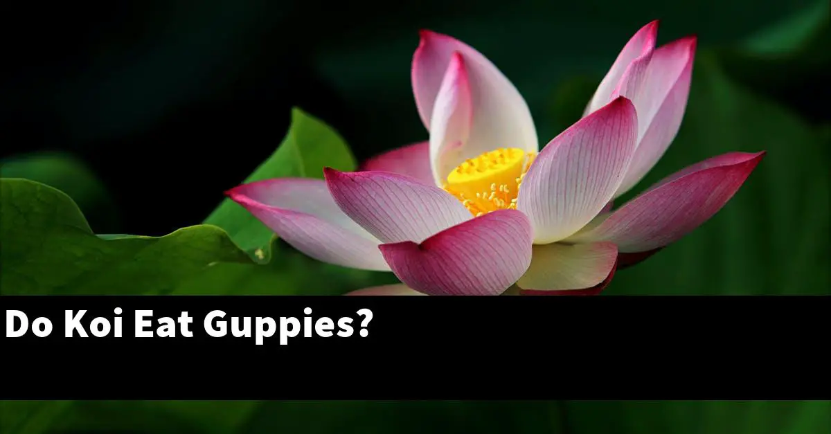 Do Koi Eat Guppies?
